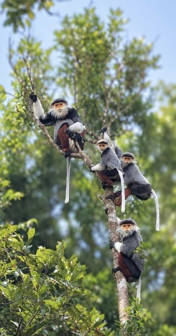 Số lượng đàn Voọc chà vá chân nâu này là 4 con. untitled.jpg
